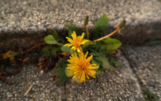 A yellow flower growing up through a crack in the pavement, a symbol of resilience