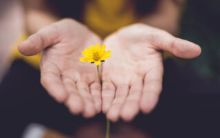 Open cupped hands holding a single yellow flower, a gentle gesture of offering