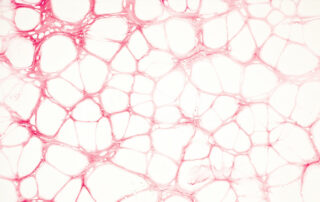 A microscopic view of pink cellular tissue