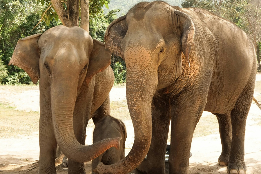 Elephants protecting their young Two adult elephants standing protectively around a baby elephant, evoking family, ancestry, and protection