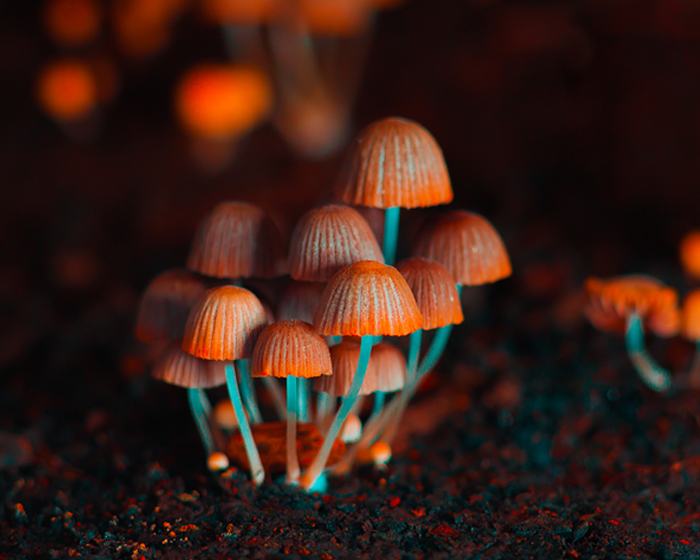 Glowing mushrooms A cluster of glowing orange-capped mushrooms with blue-green stems, evoking psychedelic medicine