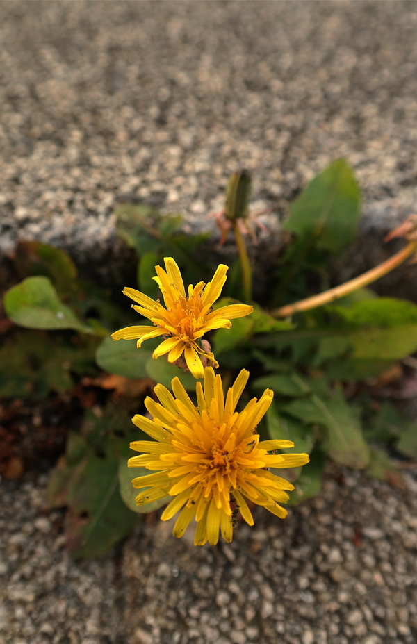 Yellow flowers growing up through cracks in the concrete, a symbol of resilience