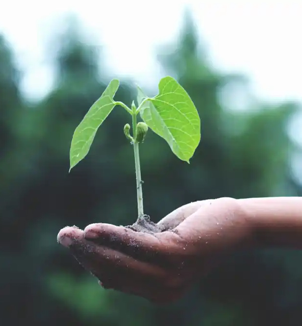 A hand gently cupping a small seedling growing upward, evoking nurture and growth