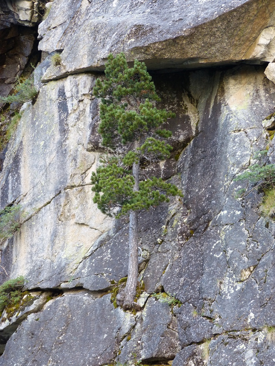 A pine tree growing from a rocky mountain cliff, a symbol of resilience and rootedness