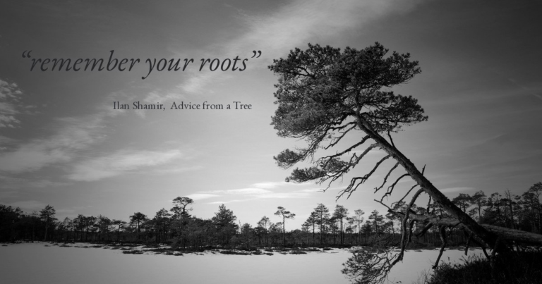 A wind-leaned pine over a snow-covered bog at dusk, with the words remember your roots set in the open sky, credited to Ilan Shamir.