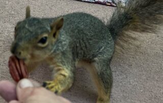 A gray squirrel takes a pecan from a woman's outstretched fingers.