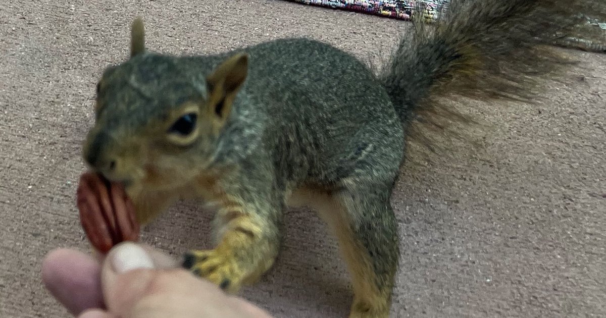 A gray squirrel takes a pecan from a woman's outstretched fingers.