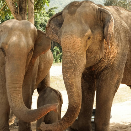 elephants-protecting-their-young Attachment IFS
